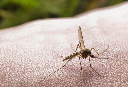 Τσίμπημα κουνουπιών ως αιτία προσβολής από παράσιτα