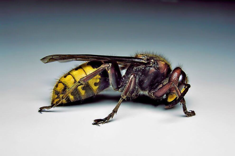 Τα έντομα μπορούν να μολύνουν τον άνθρωπο με παράσιτα