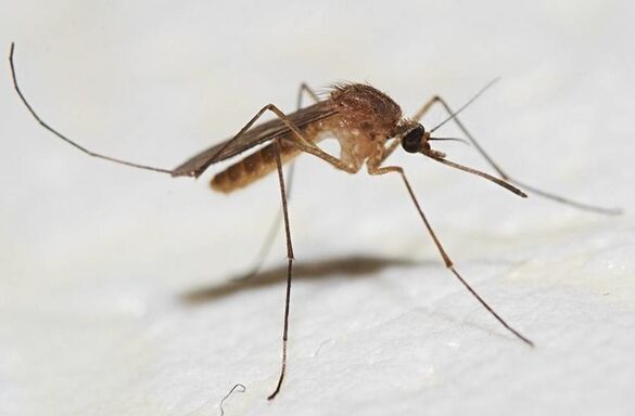 Τα κουνούπια είναι οι κύριοι φορείς των παρασίτων του δέρματος